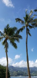 Low angle view of coconut palm trees against sky