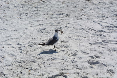 Close-up of birds