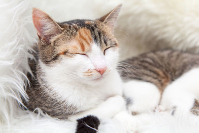 Close-up of cat sleeping on bed