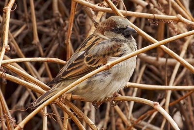 Close-up of bird perching on twig