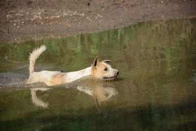 Dog in a lake