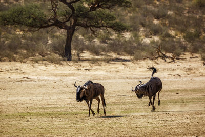 Deer standing on field