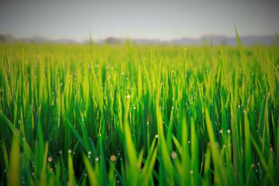 Close-up of wheat field