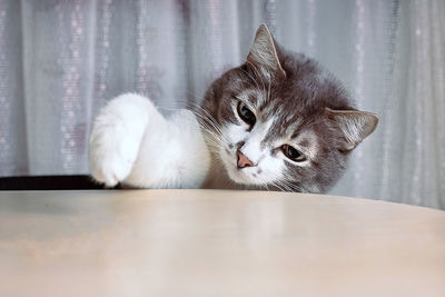 Portrait of a cat on table at home