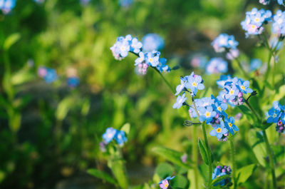 Close-up of purple flowering plant in field