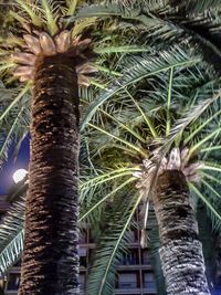 Low angle view of palm trees