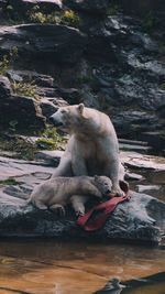 Man sitting on rock at shore