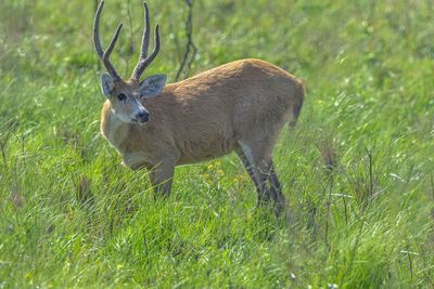 Deer standing in field