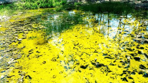 Trees in pond