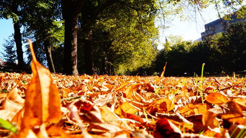 Surface level of leaves in park during autumn