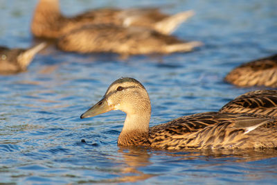 Duck swimming in lake