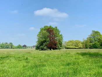 Trees on field against sky