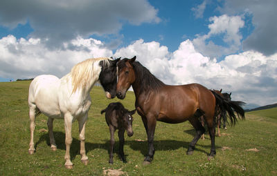 Horses standing in ranch against sky