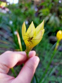 Close-up of hand holding yellow flower