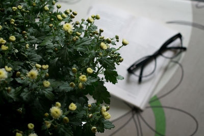 High angle view of white flowering plant on table