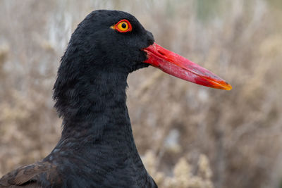 Close-up of a bird looking away