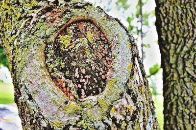 Close-up of tree trunk
