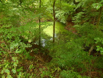 Scenic view of forest