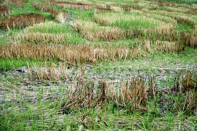 Grass growing in field