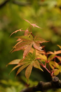 Close-up of leaves on plant