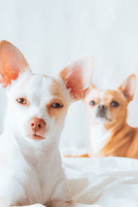 Close-up of two dogs