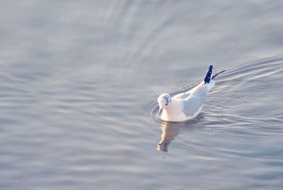 View of swan swimming in lake