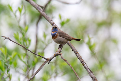 Bird perching on a branch