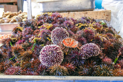 Close-up of purple flowering plants in market