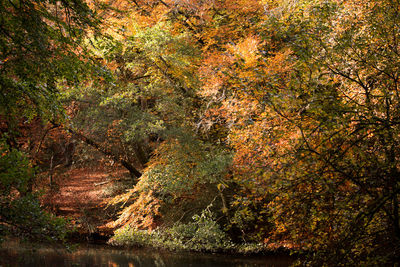 Trees growing in forest