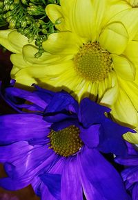 Close-up of yellow flower