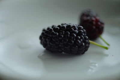 Close-up of food