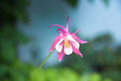 Close-up of pink flowering plant