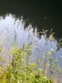 Plants growing by lake
