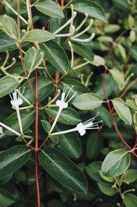 High angle view of white flowering plant leaves