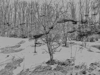 Bare tree on snow covered landscape against sky