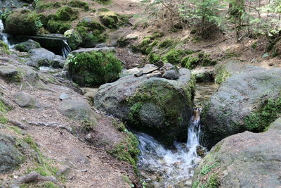 Scenic view of waterfall in forest