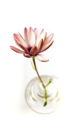 Close-up of fresh flower in glass vase against white background