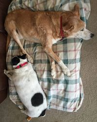 Two dogs resting on ground