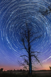 Silhouette tree against sky at night