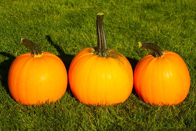 Pumpkins on field