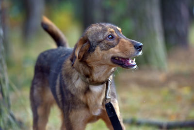 Side view of dog looking away on field