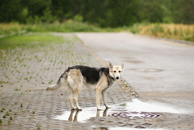 View of dog drinking water from car