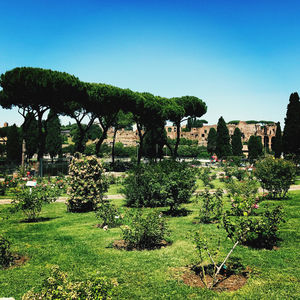 Plants in a garden