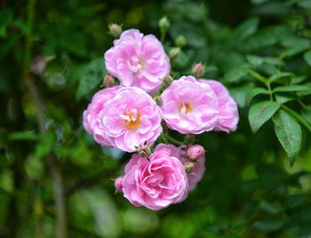 Close-up of pink rose