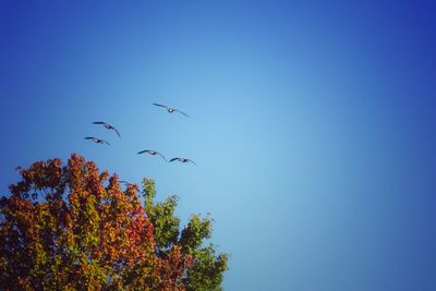 Low angle view of birds flying in sky