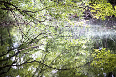 Low angle view of trees in forest