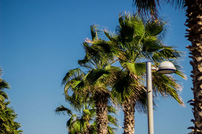 Low angle view of coconut palm tree against blue sky