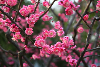 Close-up of pink flowers on branch