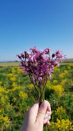 Cropped hand holding purple flowering plant against sky