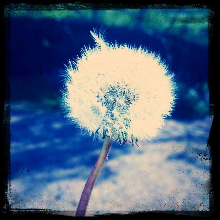 transfer print, dandelion, flower, auto post production filter, fragility, growth, flower head, close-up, nature, beauty in nature, single flower, freshness, stem, softness, focus on foreground, plant, uncultivated, wildflower, white color, no people